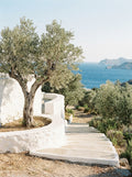 Olive Groves Greek island fine art print
